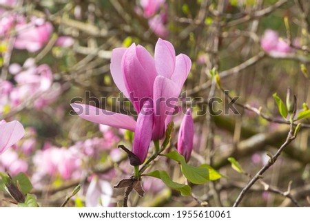 Pink magnolia flowers in a garden during spring
