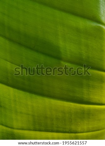 Green leaf texture Nature background Close up