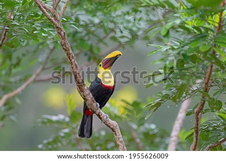 Chestnut-mandibled Toucan or Swainson's Toucan perched on a mossy branch in the tropical rainforests, Boca Tapada, Laguna de Lagarto Lodge, Costa Rica