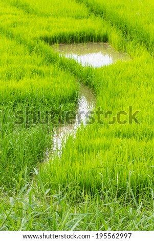A rice seedlings in Chiangmai Thailand