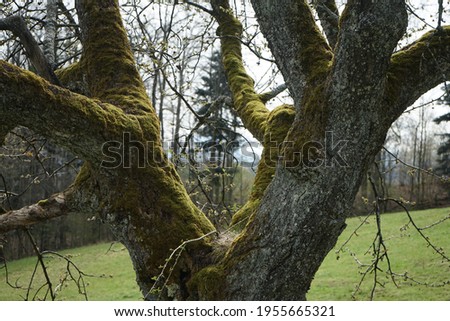 Close up of a fairy tail like tree covered with moss in a park in Switzerland