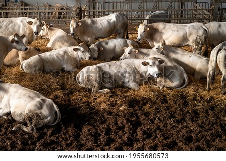 White Fassona piedmontese breed cows in the stable Royalty-Free Stock Photo #1955680573
