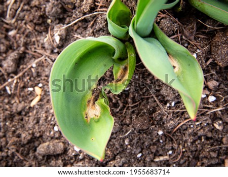 Botrytis tulipae is fungus that causes disease called tulip fire of flower tulips(Tulipa). Close up view of damaged tulip leaves in spring. Royalty-Free Stock Photo #1955683714