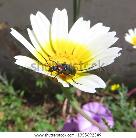 A bug collecting pollen and nectar from Daisy Chamomile