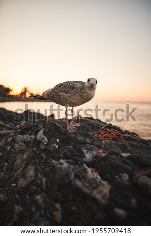Seagull on the stone. Wide angle close up of the bird. Seagulls during sunset on the seaside
