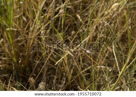 close-up: yellow grasshopper camouflating in the dry yellow grass