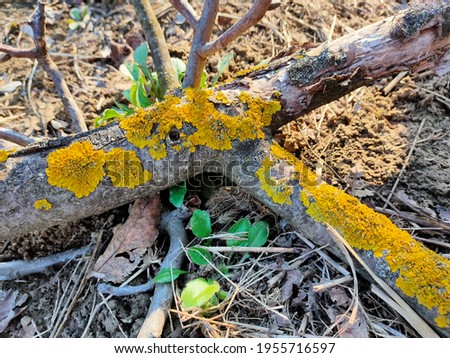 orange lichen on a walnut branch

