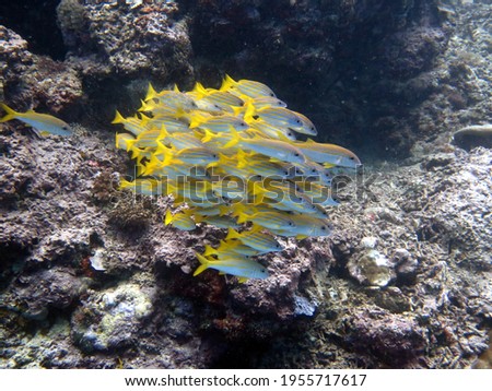 Under water school of fishes coral reef colorful scuba diving photography