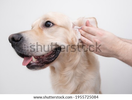 The man is cleaning the dog's ears. Male hands wipe the dirt with a golden retriever napkin. Isolated on white background Royalty-Free Stock Photo #1955725084