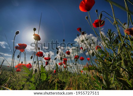 Beautiful poppy fields shot abstractly