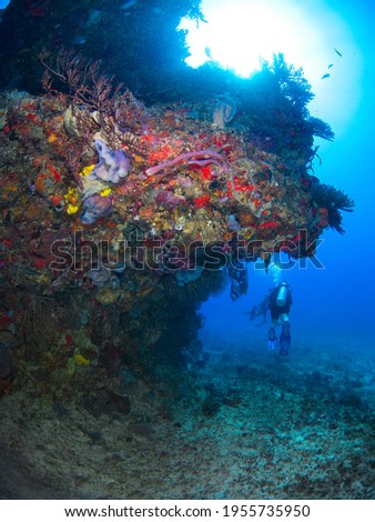 Scuba diving around a rock covered with sea fans and sponges (Playa del Carmen, Quintana Roo, Yucatan, Mexico)