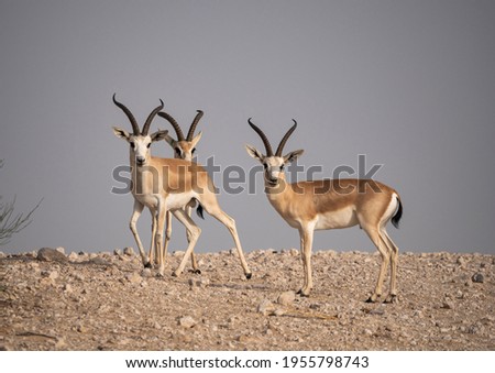 Arabian Sand Gazelle in natural habitat conservation area, Saudi Arabia   Royalty-Free Stock Photo #1955798743