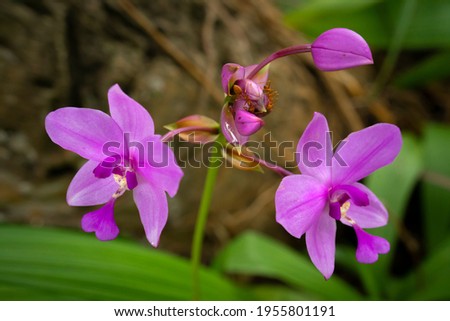 Two Fire Ants and Purple Orchids