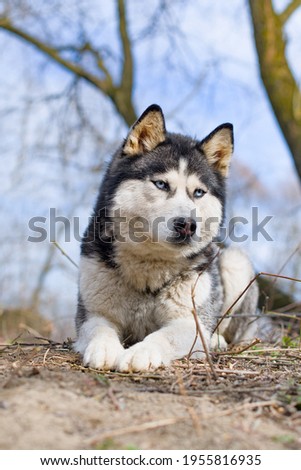 A young Siberian Husky is lying down in a forest