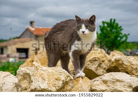 grey and white cat is standing on rocks, looking on the left, with a garage and a rooftop in the background