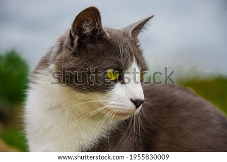 closeup portrait of a grey and white cat, with a green tree in the background, horizontal shot