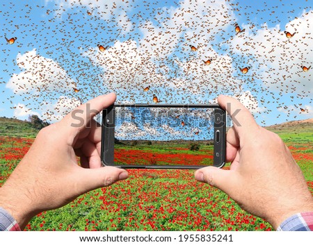 Man hands holds a mobile phone and taking pictures of a butterflies flutter over the green meadow with red flowers blooming on a beautiful sunny day. Monarch butterfly nature migration 