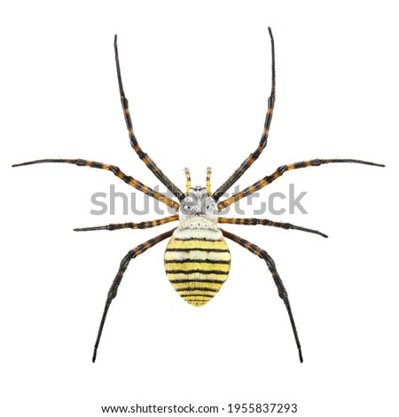 Banded garden spider or banded orb weaving spider, Argiope trifasciata. Female. Isolated on a white background Royalty-Free Stock Photo #1955837293
