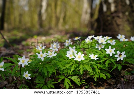 Spring forest and beautiful , white anemones. Anemone nemorosa Royalty-Free Stock Photo #1955837461