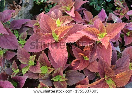 Coleus (Coleus blumei) Red Velvet. Coleus is a small ornamental plant with colorful leaves. Suitable for planting in gardens, parks or sunny outdoors.