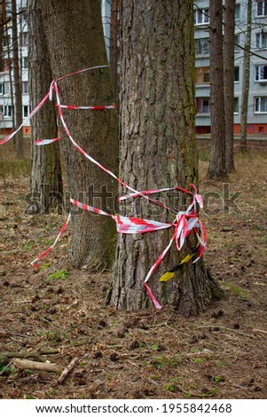 The pine trunk is wrapped with stop tapes. The concept of cutting down trees. deforestation