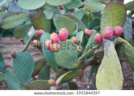 Opuntia ficus-indica shrub with fresh Indian figs Royalty-Free Stock Photo #1955844397