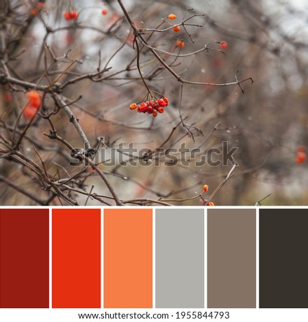 Viburnum berries on a bush without leaves. Beautiful natural background. A palette of colors that match each other. Sample room design.