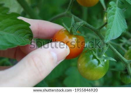 Hand picking cherry tomatoes from an outdoor organic garden. Royalty-Free Stock Photo #1955846920