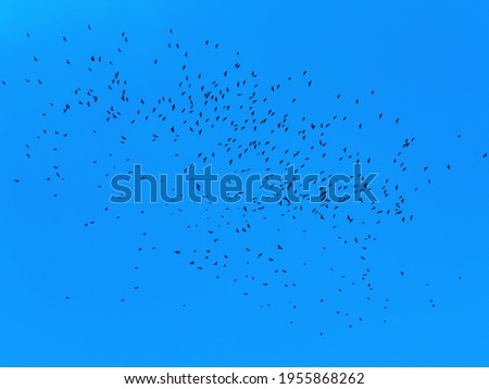 The beautiful picture of the blue sky with the flock of the flying birds in the spring.