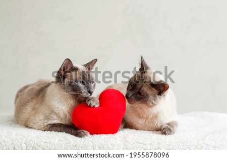 Two cat with soft plush heart toy. Pets friendly and care concept.