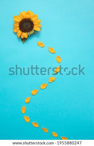 Sunflower on a cyan background. Isolated sunflower with fallen petals. Flower summer minimal concept.