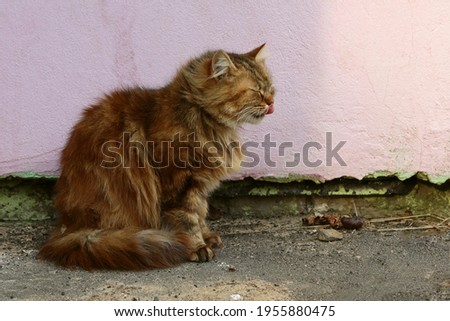 Fluffy stray cat sitting on the street licking his lips