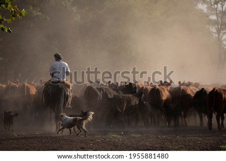 I work with Angus cattle in the Argentine field Royalty-Free Stock Photo #1955881480