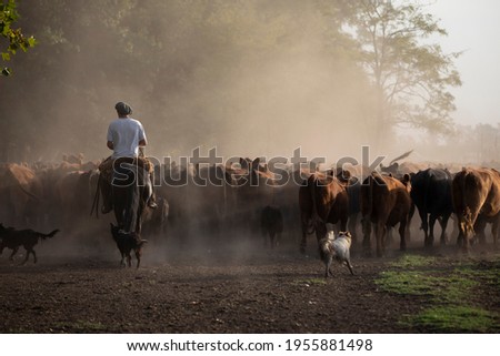I work with Angus cattle in the Argentine field Royalty-Free Stock Photo #1955881498