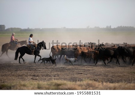 I work with Angus cattle in the Argentine field Royalty-Free Stock Photo #1955881531