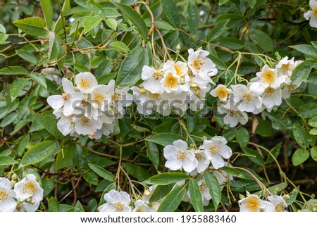 White flowers in the garden. Rosaceae. Rambling Rector Royalty-Free Stock Photo #1955883460