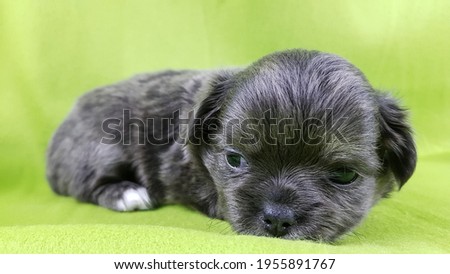 a small cute sad chihuahua puppy of gray color. the dog's plaintive look