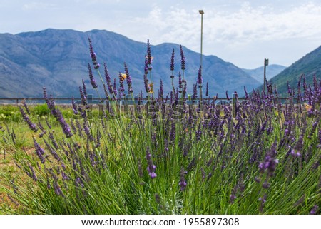 Lavender with mountains view at the background in Bosnia-Herzegovina.