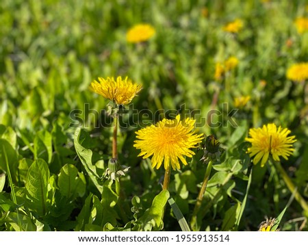 field of yellow dandelions on a sunny summer day.