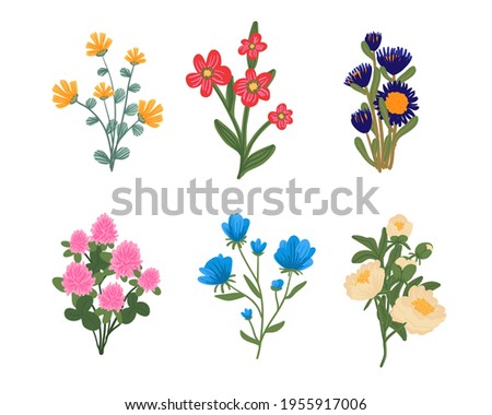 Collection of trendy flowers, wild herbs and decorative flowering plants isolated on white background. A set of elegant floral shrubs decorations. Colorful botanical vector illustration.