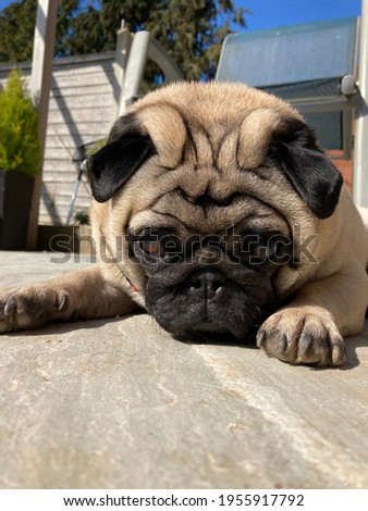 Pug lying on patio looking at camera