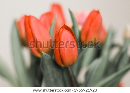 Beautiful Bright Tulip Bouquet Vintage Background