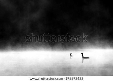 Loons at small pond. Early morning in Southern Finland. Royalty-Free Stock Photo #195592622