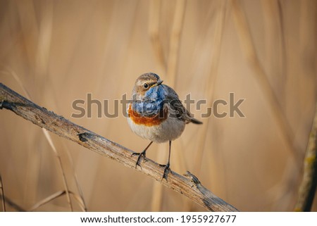 Blue throat bird in wild nature