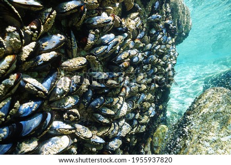 Common mussels underwater on a rock, Atlantic ocean, Spain, Galicia, Pontevedra province Royalty-Free Stock Photo #1955937820