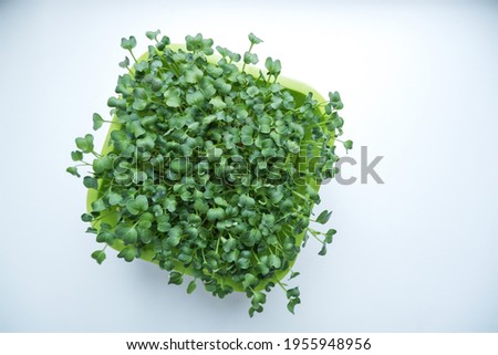 In the photo, the sprouts of micro-green daikon lettuce in a container are close-up.  The process of growing fresh micro-greens from seeds at home. Healthy eating. Ecoproduct. 