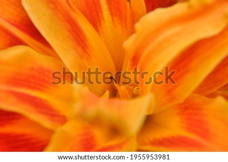 macro photography of an orange flower