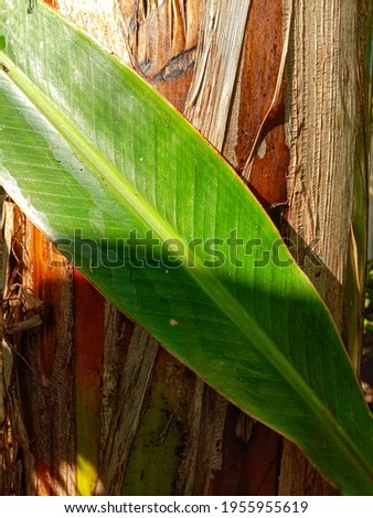 Close up of a young banana leaf exposed to the morning sun. Banana tree trunk background in brown color.