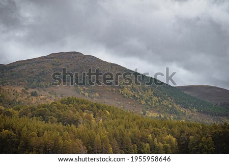 Scottish Mountain With Pine Forest