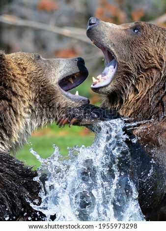 A picture of fighting bears.